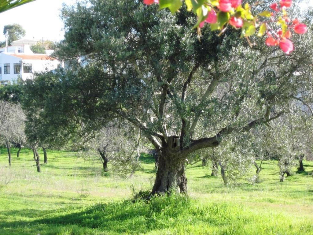 Hotel Quinta Mimosa Loulé Pokoj fotografie