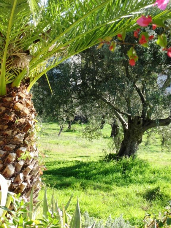 Hotel Quinta Mimosa Loulé Pokoj fotografie